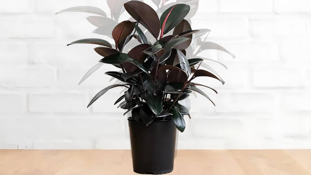 Black Rubber Plant