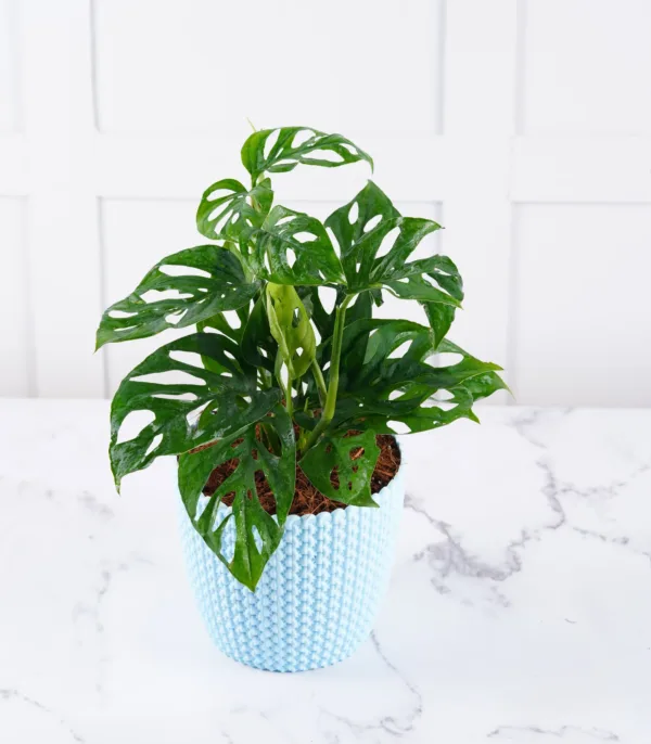 Philodendron Broken Heart