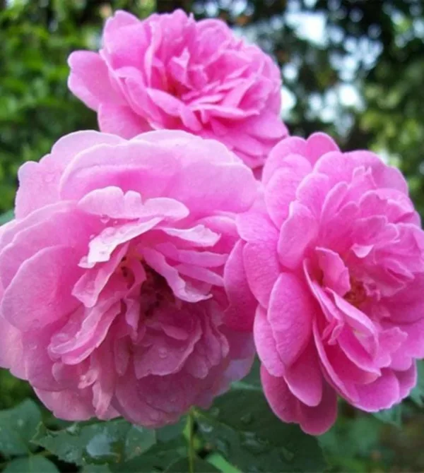 Rosa Damascena
