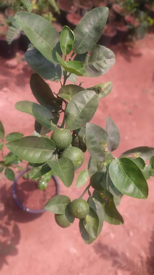 Pati lemon - Image 2