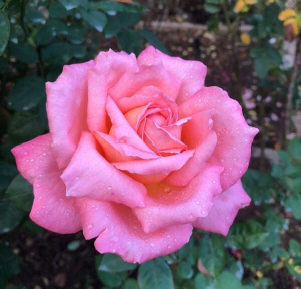 Peach Beauty