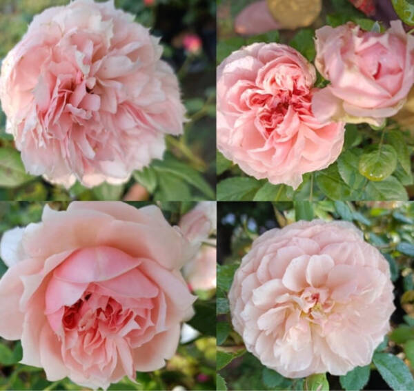 D.A 16 (Alnwick Rose)
