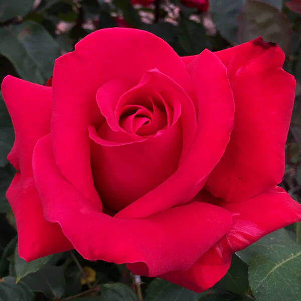 Alec's Red