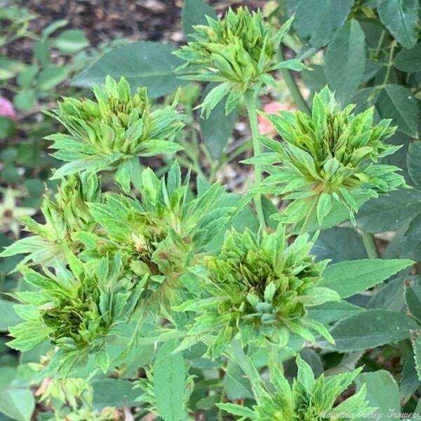 Rosa chinensis 'Viridiflora' - Image 3